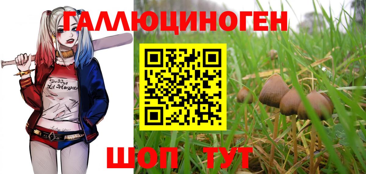 Галлюциногенные грибы Psilocybine cubensis Красноярск